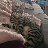 Photo de chat perdu à Le Cellier