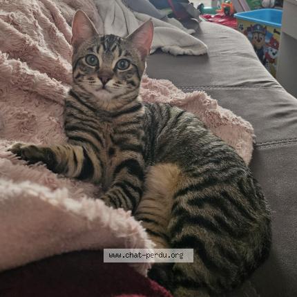 Photo 1/1 Rocky Chat perdu à Le cellier