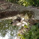 Photo de chat perdu à Riberac