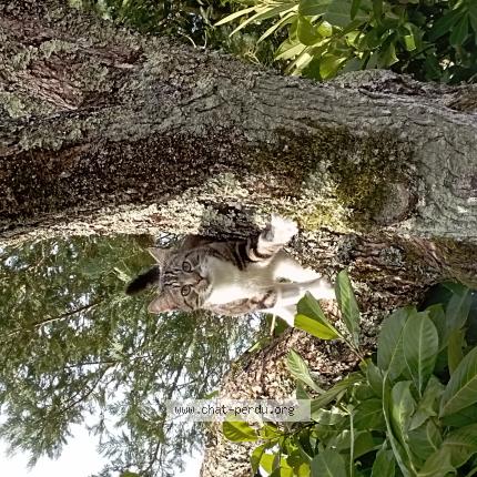 Photo 1/1 Tigrou Chat perdu à Riberac