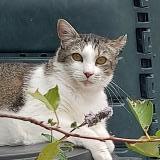 Photo de chat perdu à Roeze Sur Sarthe 72210