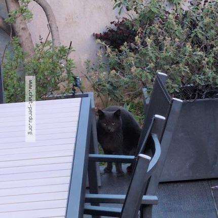 Photo 1/1 Chat trouvé Trouvé à Montpellier