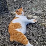 Photo de chat perdu à Soreze