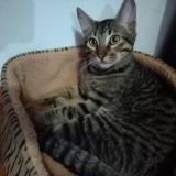 Photo de chat trouvé à Lima