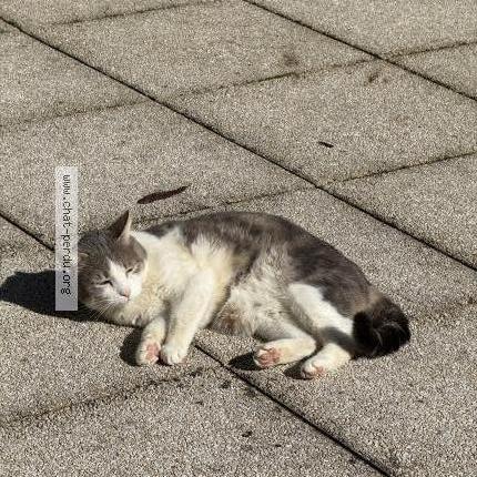 Photo 1/2 Mimi Chat perdu à Fontaines sur saone