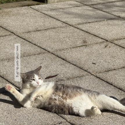 Photo 2/2 Mimi Chat perdu à Fontaines sur saone