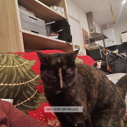 Photo 1/1 Mouflette Chat perdu à Marcillac vallon