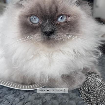 Photo 1/1 Aiko Chat perdu à Marseille