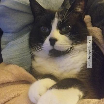 Photo 1/1 Patchouli Chat perdu à Sainte marie de re