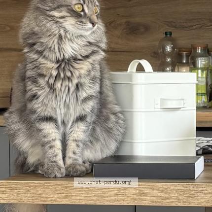 Photo 1/1 Ahsoka Chat perdu à Fontaines sur saone