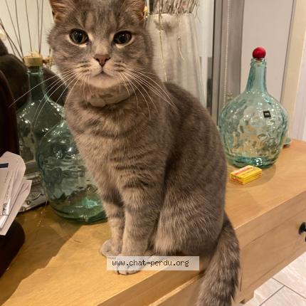 Photo 1/1 Harry Chat perdu à Strasbourg