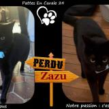 Photo de chat perdu à Perigueux