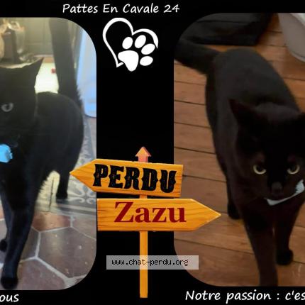 Photo 1/1 Zazu Chat perdu à Perigueux