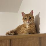 Photo de chat perdu à Amiens