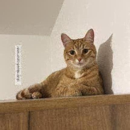 Photo 1/1 Okla Chat perdu à Amiens