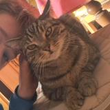 Photo de chat perdu à Saint Loubes