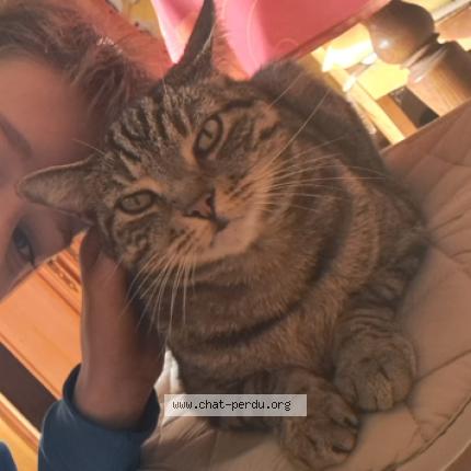 Photo 1/1 Mystique Chat perdu à Saint loubes