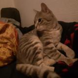 Photo de chat trouvé à Longeville Les Metz