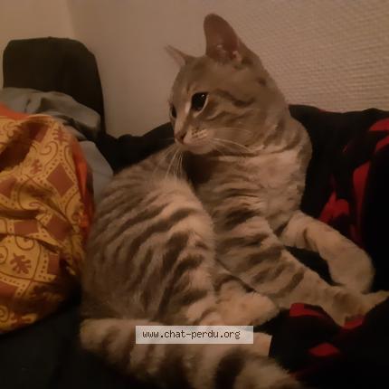 Photo 1/1 Chat trouvé Trouvé à Longeville les metz