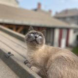 Photo de chat perdu à Tours