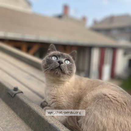 Photo 1/1 Grisette Chat perdu à Tours