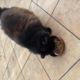 Photo de chat trouvé à St Priest