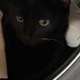 Photo de chat perdu à Puygiron