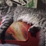 Photo de chat perdu à Nostang