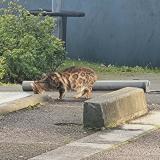 Photo de chat trouvé à Rouen