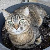 Photo de chat perdu à Villenave D Ornon