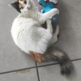 Photo de chat perdu à Romilly Sur Seine