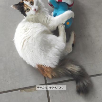Photo 1/1 Athéna Chat perdu à Romilly sur seine