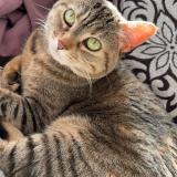 Photo de chat perdu à Massy