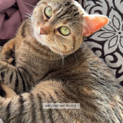 Photo 1/1 Mimi Chat perdu à Massy