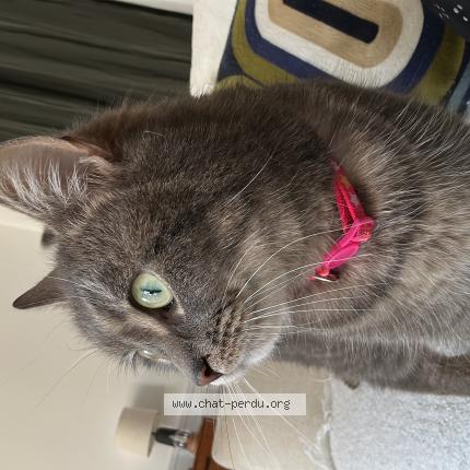 Photo 1/1 Chat trouvé Trouvé à Bazemont