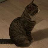 Photo de chat trouvé à Bron