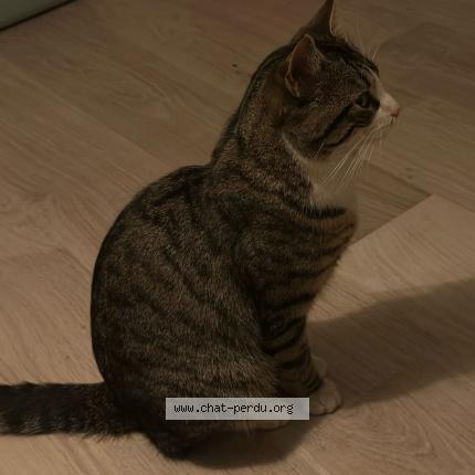 Photo 1/1 Chat trouvé Trouvé à Bron