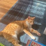 Photo de chat perdu à Bazemont