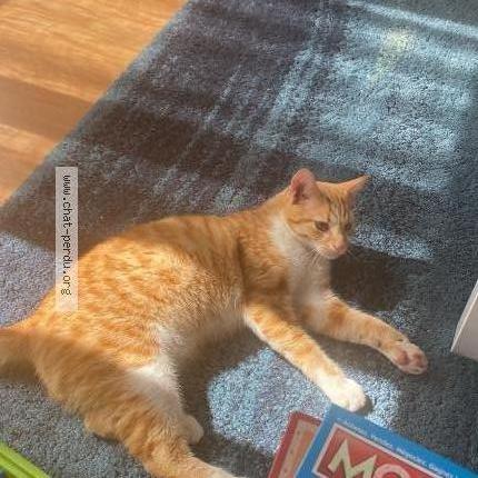 Photo 1/1 Ricky Chat perdu à Bazemont