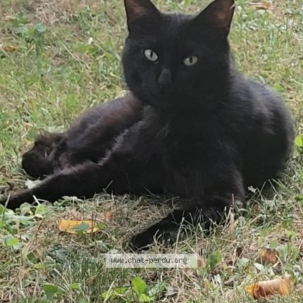 Photo 1/1 Styx Chat perdu à Lagny sur marne