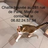 Photo de chat trouvé à Gex