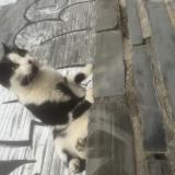 Photo de chat trouvé à Angers