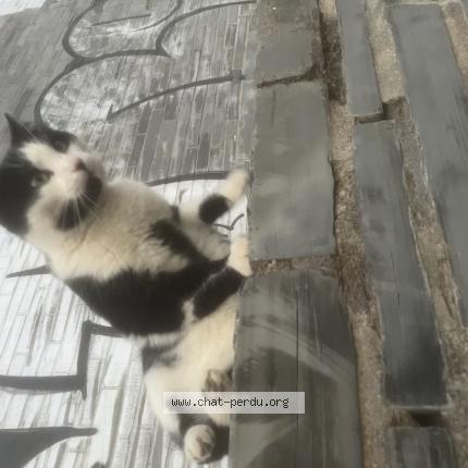 Photo 1/1 Chat trouvé Trouvé à Angers