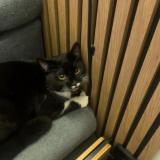 Photo de chat perdu à Guyancourt