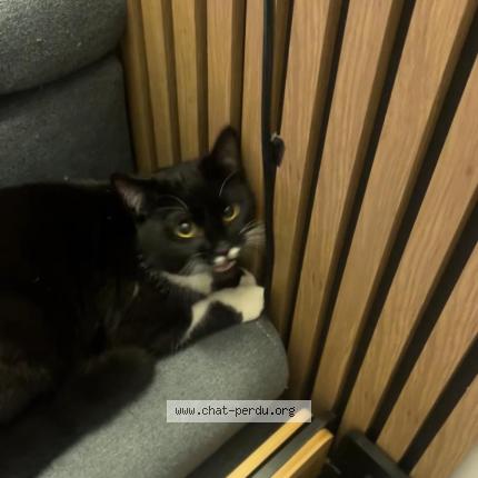 Photo 1/1 Théo Chat perdu à Guyancourt