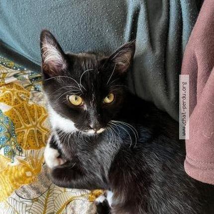 Photo 1/1 Théo Chat perdu à Guyancourt