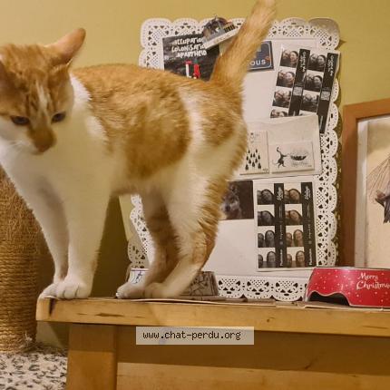 Photo 1/1 Chat trouvé Trouvé à Le locle