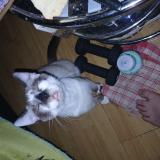 Photo de chat perdu à Montauban