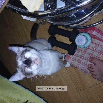 Photo 1/1 Tupac Chat perdu à Montauban