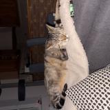 Photo de chat perdu à Cheptainville